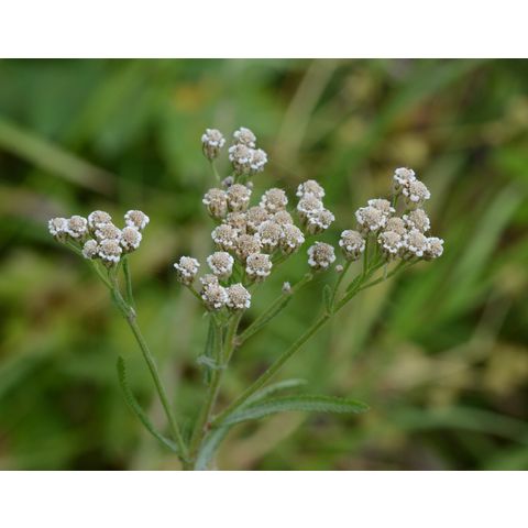 Achillea sibirica