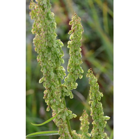Rumex orbiculatus