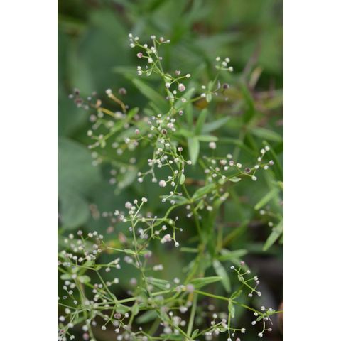 Galium boreale