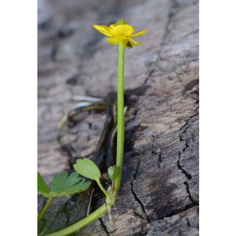Ranunculus flabellaris