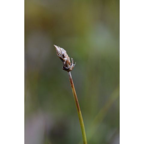 Carex chordorrhiza