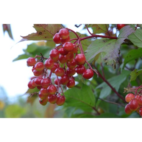Viburnum opulus