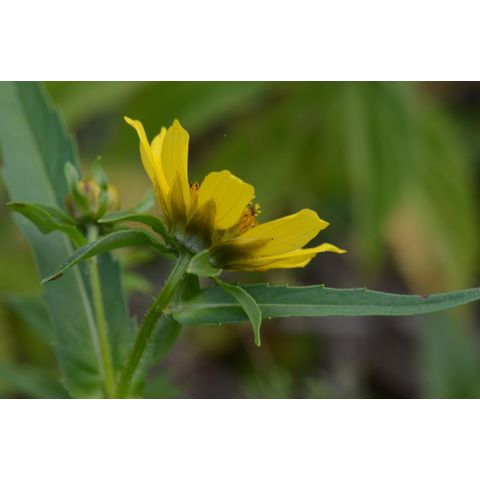 Bidens cernua