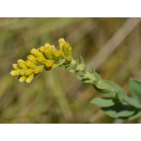 Solidago mollis