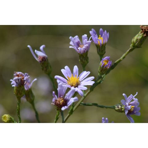 Symphyotrichum laeve