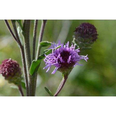 Liatris aspera