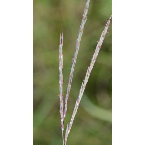 Andropogon gerardii