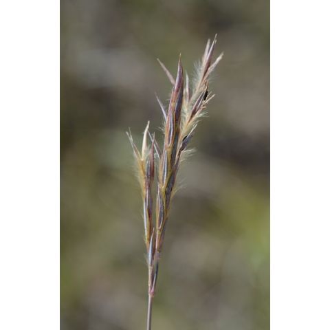Andropogon gerardii