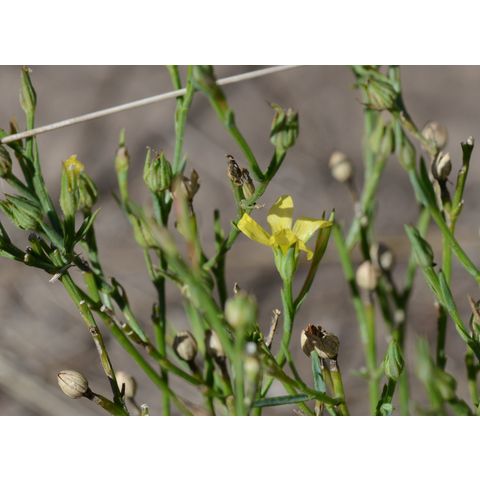 Linum rigidum