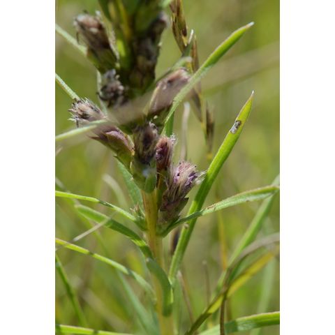 Liatris punctata