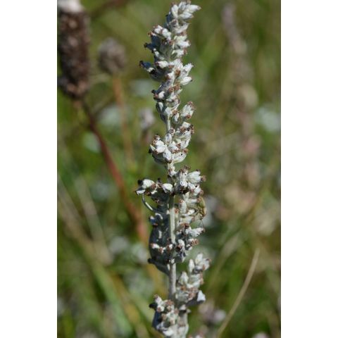 Artemisia ludoviciana