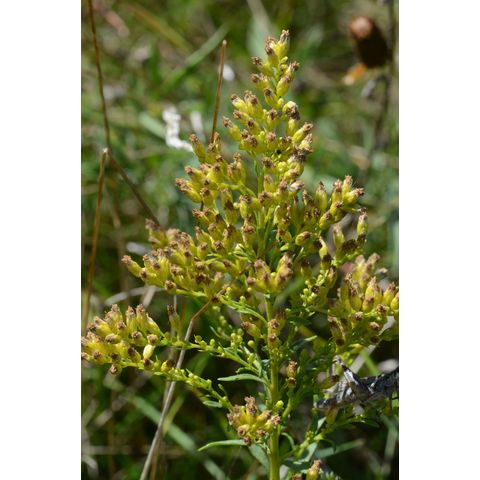 Solidago missouriensis