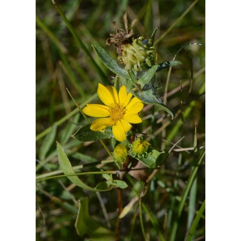Grindelia squarrosa
