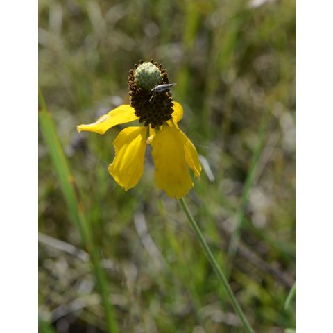 Ratibida columnifera