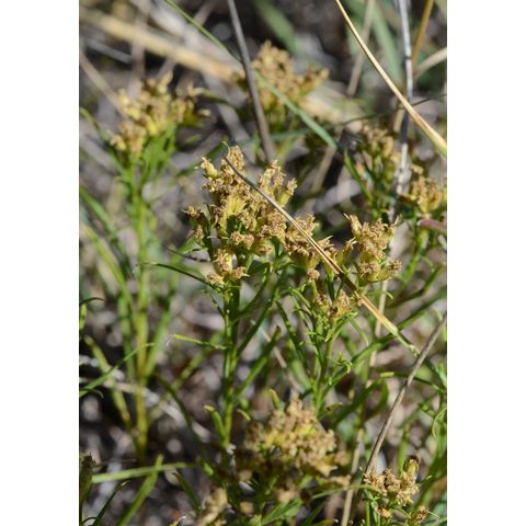 Gutierrezia sarothrae