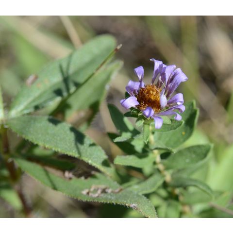 Symphyotrichum oblongifolium