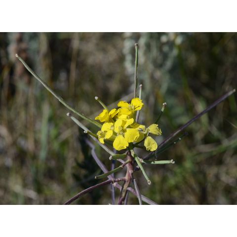 Erysimum asperum