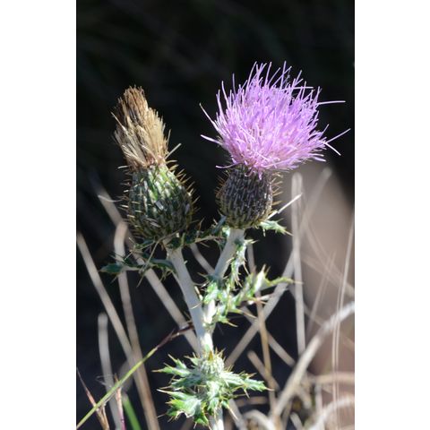 Cirsium flodmanii