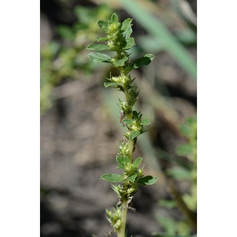 Amaranthus albus