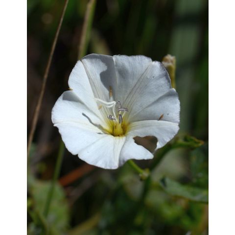 Convolvulus arvensis