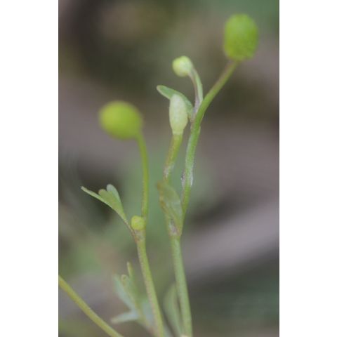 Ranunculus sceleratus