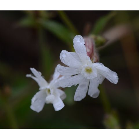 Silene latifolia