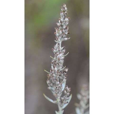 Artemisia ludoviciana