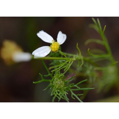 Tripleurospermum perforatum