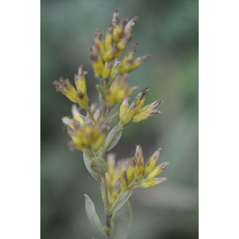 Solidago mollis