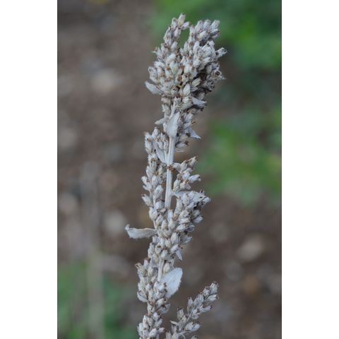 Artemisia ludoviciana