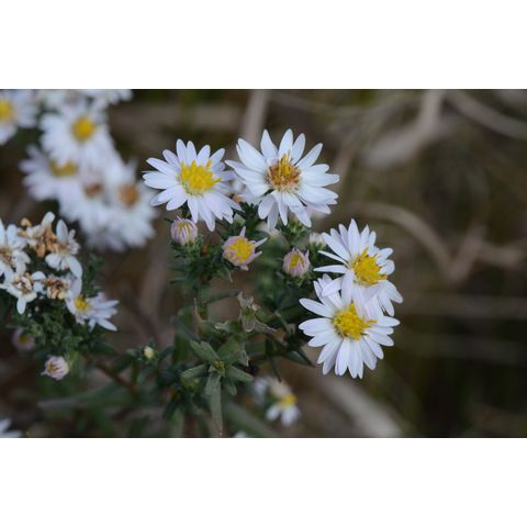 Symphyotrichum ericoides