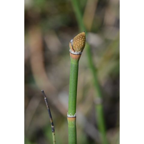 Equisetum x_ferrissii