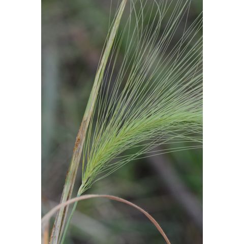 Hordeum jubatum