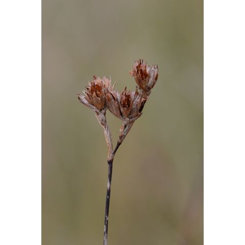 Juncus longistylis