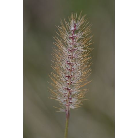 Setaria pumila