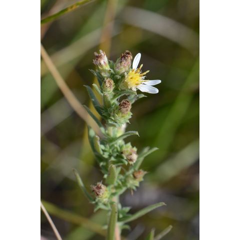 Symphyotrichum ericoides