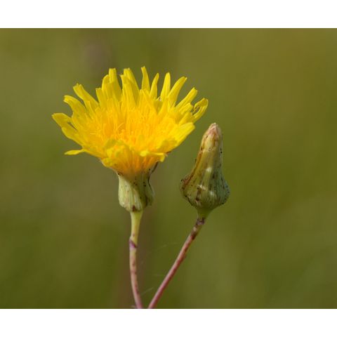 Sonchus arvensis