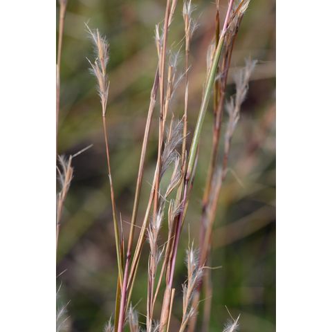Schizachyrium scoparium