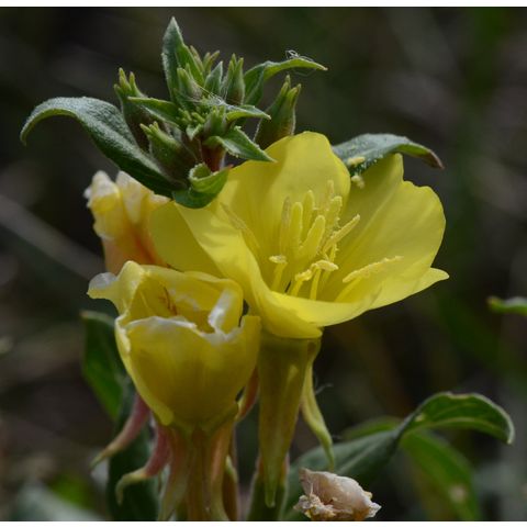 Oenothera biennis