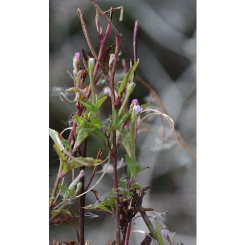Epilobium ciliatum