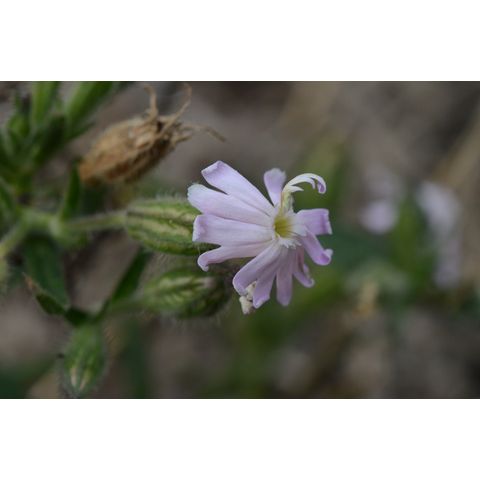 Silene noctiflora