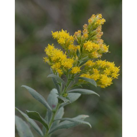 Solidago canadensis