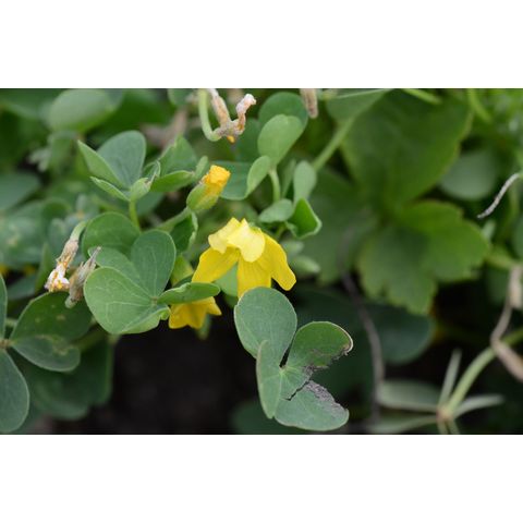 Oxalis stricta