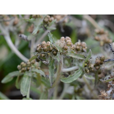 Gnaphalium uliginosum