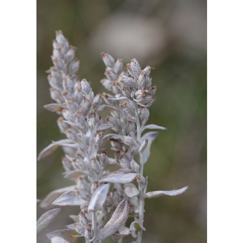 Artemisia ludoviciana