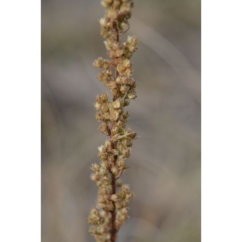 Artemisia campestris