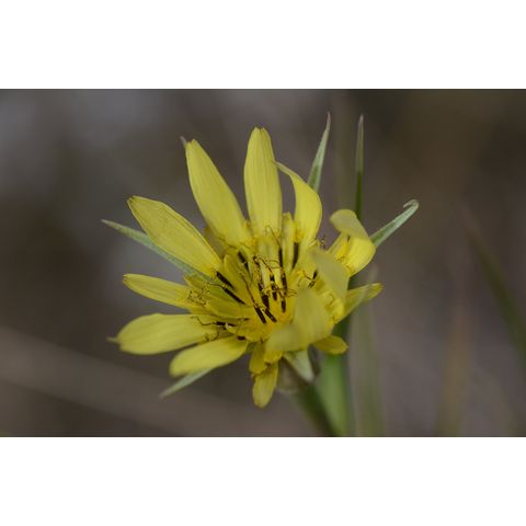 Tragopogon dubius