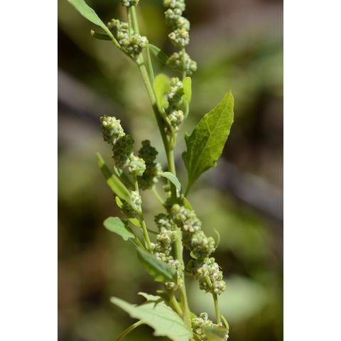 Chenopodium album