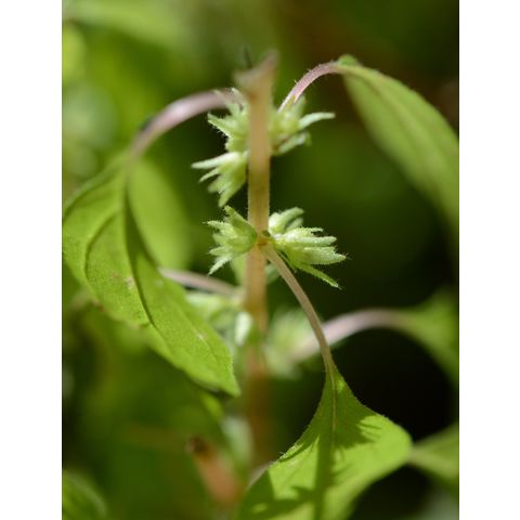 Parietaria pensylvanica