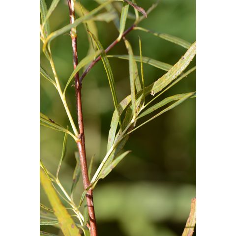 Salix exigua